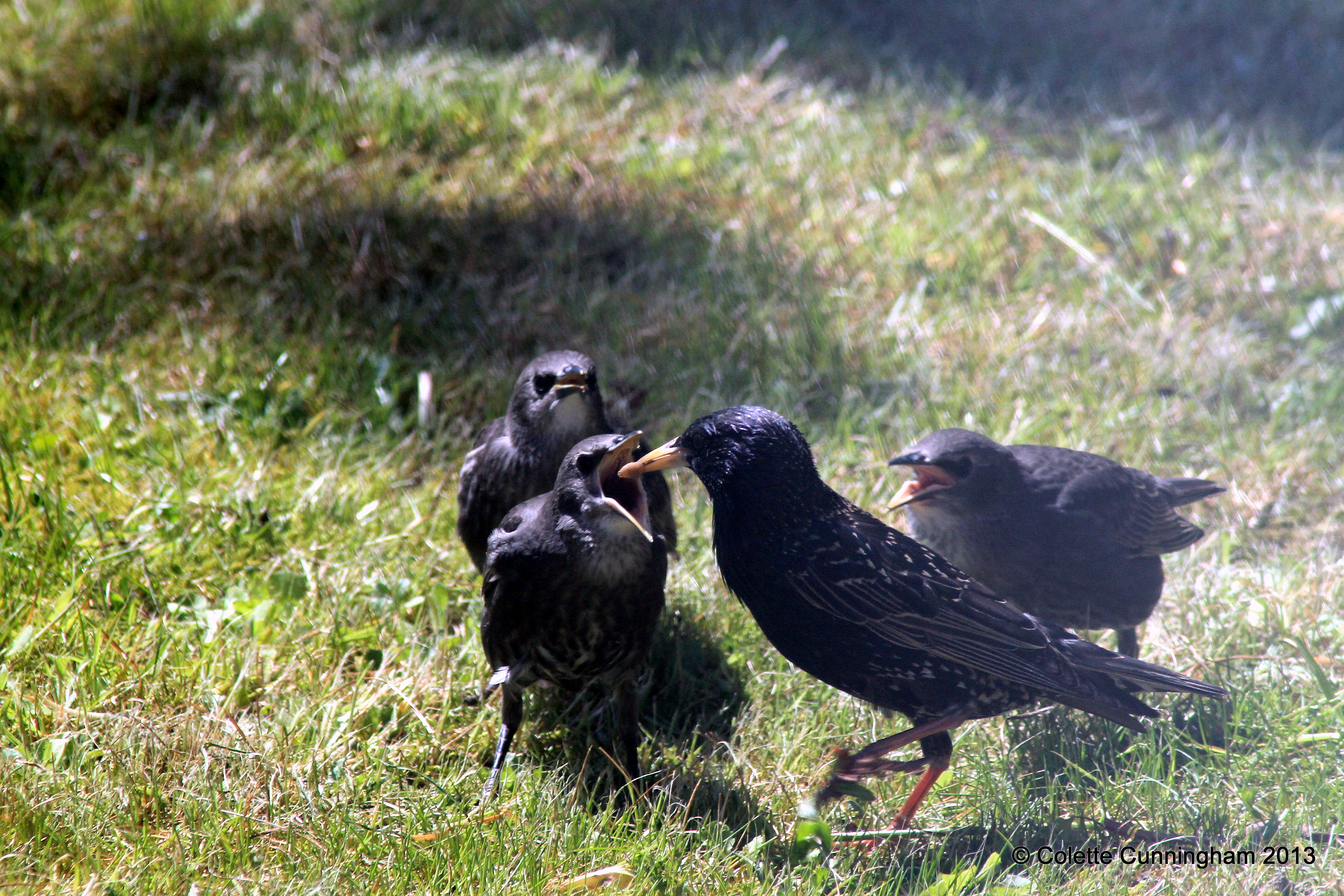 Starling Family